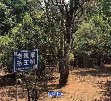 老班章风景区位于哪里？它是云南哪个市的属镇？