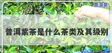 普洱紫茶：什么茶类？属于什么档次？