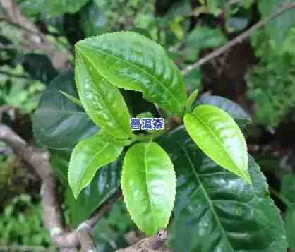 普洱茶茶汤颜色：好坏、口感与观赏性的综合评价