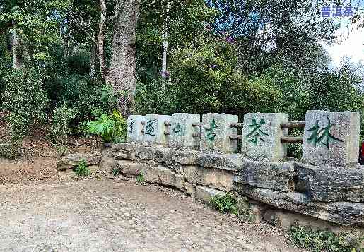 古茶山茶业景迈山普洱茶-普洱景迈山古茶园