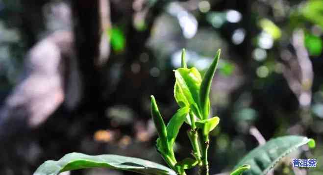 普洱茶100个名山名寨-普洱茶的名山名寨