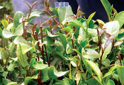 普洱紫芽属于什么茶，探秘茶叶世界：熟悉普洱紫芽的分类与特点