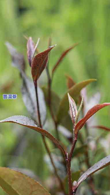 普洱茶紫芽，探秘珍稀茶叶：普洱茶紫芽的特别魅力与保健功效