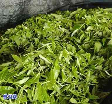 老班章今年茶青鲜叶多少一斤，老班章2023年茶青鲜叶价格公布，每斤售价多少？