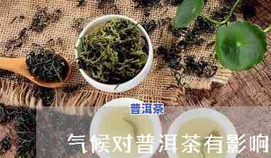 高温天气与普洱茶有关吗-高温天气与普洱茶有关吗