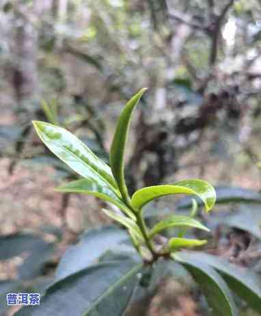 普洱茶老树多少年生长期与成材期的关系探究