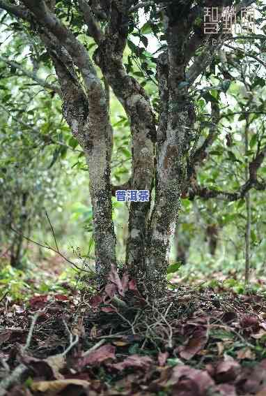 普洱茶树龄好坏甄别：图片大全与视频教程