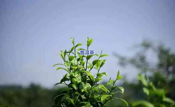 探秘普洱茶的茶香：究竟什么味道？