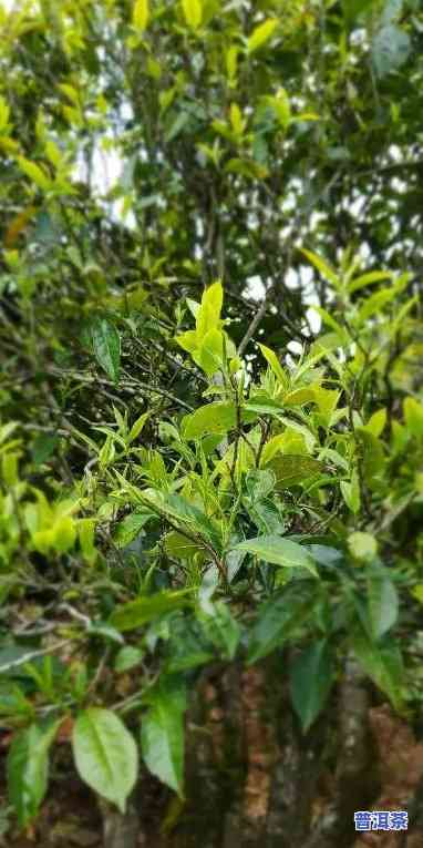 普洱茶里面的香叶是什么-普洱茶里面的香叶是什么味道