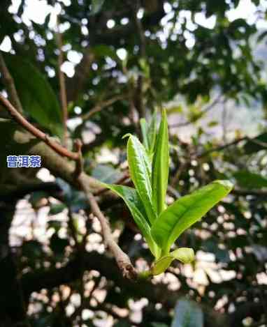 喝普洱茶后出汗怎么办呀女性，女性喝普洱茶后出汗过多，怎样解决？