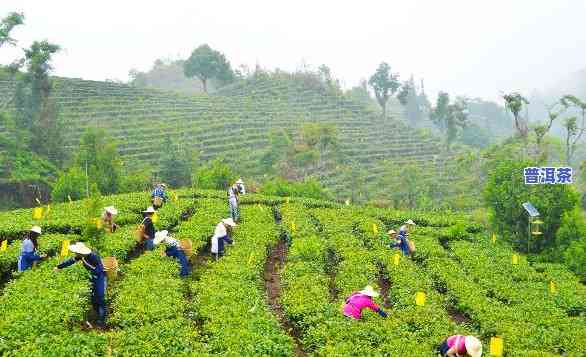 勐海茗一茶厂，探索云南特色：揭秘勐海茗一茶厂的茶叶制作工艺与历史文化