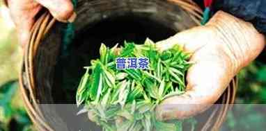 胆结石患者能否饮用普洱茶？男性的风险是什么？