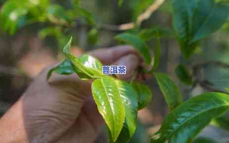 高干定制特级老班章-特级老班章古树茶价格