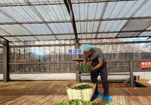 云南普洱茶茶农，探访云南普洱茶茶农家，感受传统制茶工艺的魅力