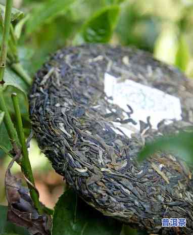 五元一斤的普洱茶有哪些，寻找性价比高的普洱茶？看看这些五元一斤的！