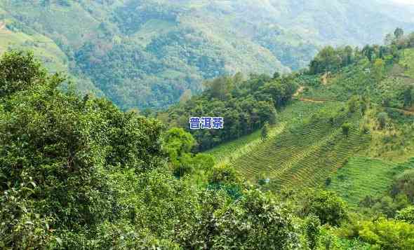 普洱茶不同茶山对比图片-普洱茶不同茶山对比图片区别