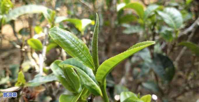 小勐宋普洱茶古树茶来历-小勐宋普洱茶的价格