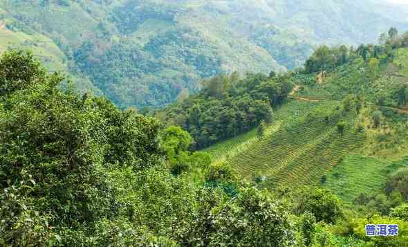 云南普洱茶著名茶山，探秘云南普洱茶的著名茶山：一场味蕾与视觉的盛宴