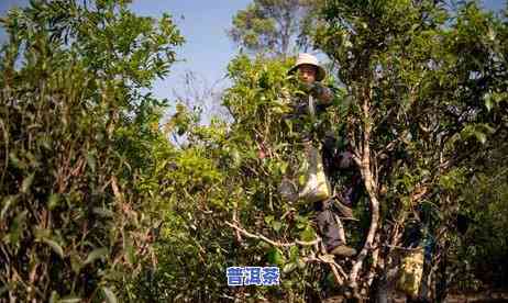 布朗山乡老班章小组-布朗山乡班章小组什么时候成立