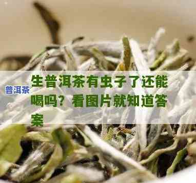 普洱茶上有小虫子：起因与是不是能喝的探讨