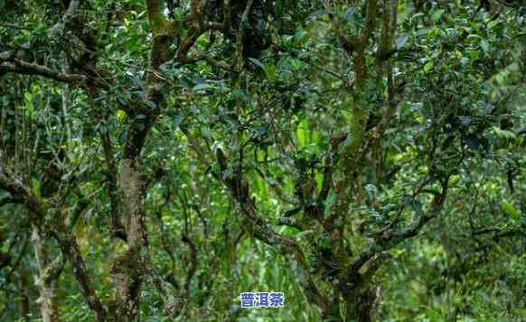 三岔箐普洱茶价格多少钱-三岔箐普洱茶价格多少钱一斤