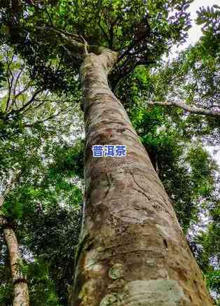 普洱茶的地域分类有哪些-普洱茶的地域分类有哪些特点