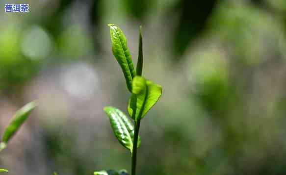 普洱茶新茶怎样选择好的-普洱茶新茶怎样选择好的茶叶