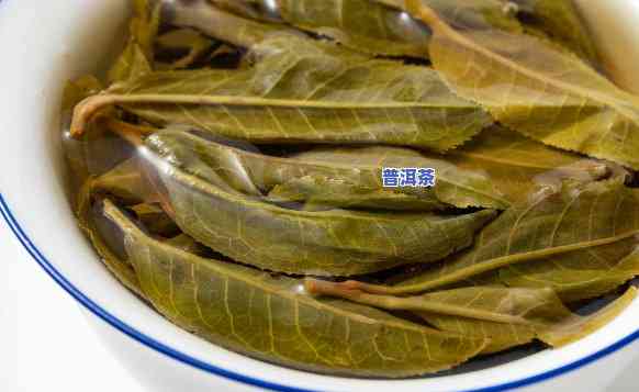 普洱茶新茶怎样选择好的-普洱茶新茶怎样选择好的茶叶