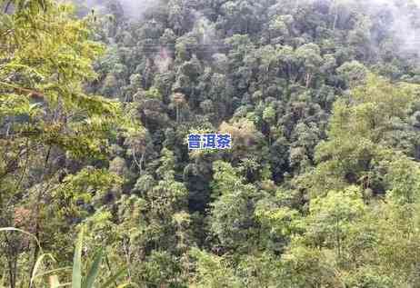 普洱茶新茶怎样选择好坏图片，怎样挑选优质普洱茶新茶？看图学习选购技巧！