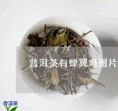 普洱茶有蝉翼吗好不好喝呢，普洱茶中的蝉翼是什么？它是不是作用口感？