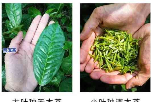 乔木春茶：种类与简介