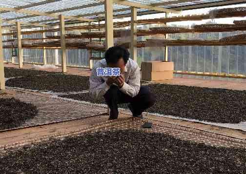 普洱茶干毛料茶制作过程-普洱茶干毛料茶制作过程视频