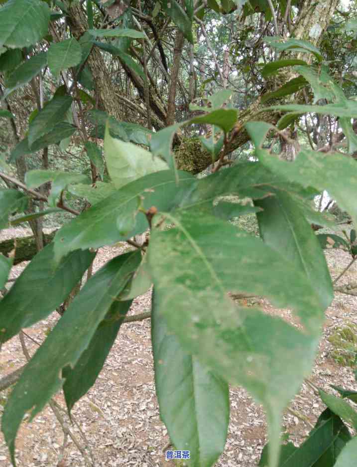 全面对比：普洱茶大树与古树的区别图片及视频