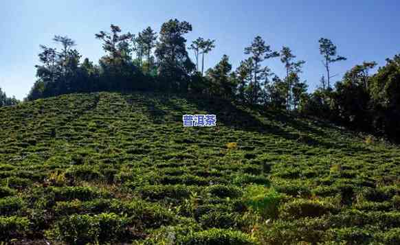 普洱茶一次能泡几泡茶喝-普洱茶一次能泡几泡茶喝吗