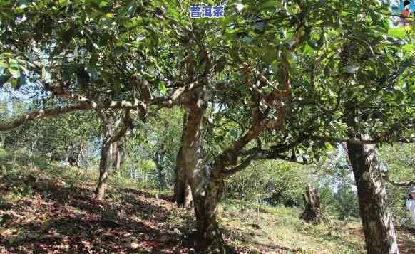 古树普洱茶什么味道更好闻，探索古树普洱茶的香气：哪种味道最令人陶醉？