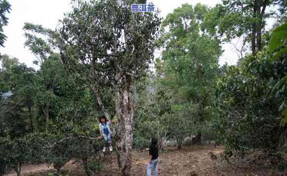 老班章有多少古茶树，探寻神秘的老班章：揭秘其古茶树数量