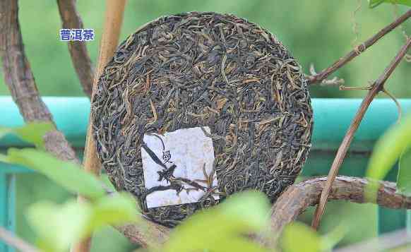 普洱古树茶的更佳冲泡方法及口感体验