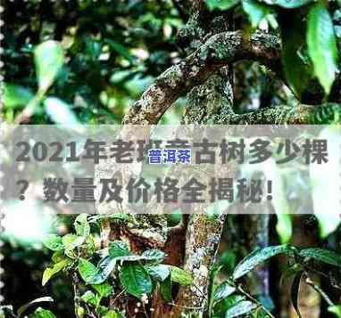 老班章古树茶价格2021，2021年老班章古树茶价格行情分析