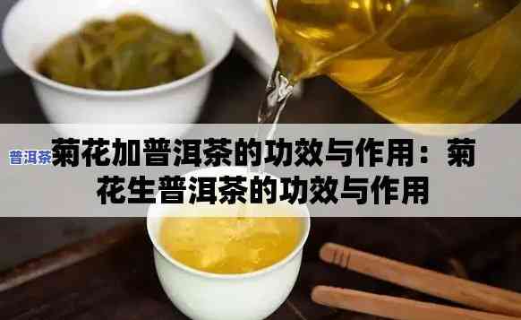 普洱生茶与菊花能同泡吗？探讨其功效与饮用方法