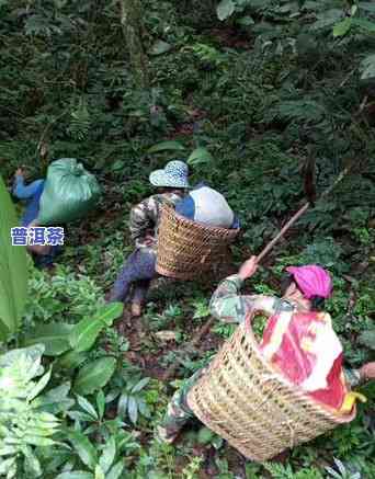 冰岛普洱茶是哪个茶区，揭秘冰岛普洱茶的产地：属于哪个茶区？