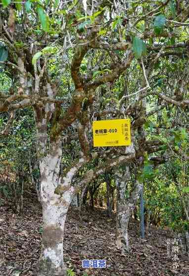 老班章古树单株，探寻老班章古树单株的神秘之旅