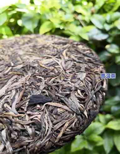 普洱茶去哪里收货好卖点？视频解析与图片展示