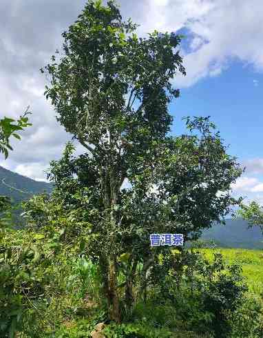 高清普洱茶古树照片图片-高清普洱茶古树照片图片大全