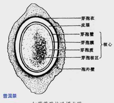 普洱芽孢是什么东西，解密茶叶世界：探秘普洱芽孢的神秘面纱