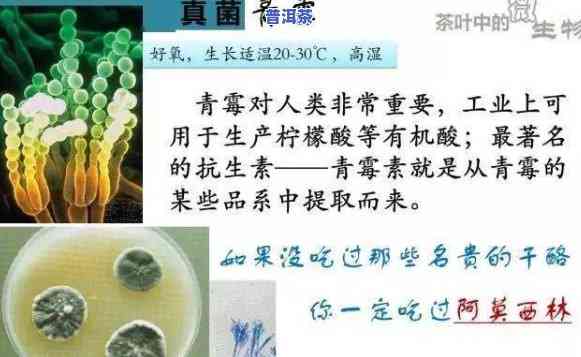 普洱芽孢是什么东西，解密茶叶世界：探秘普洱芽孢的神秘面纱