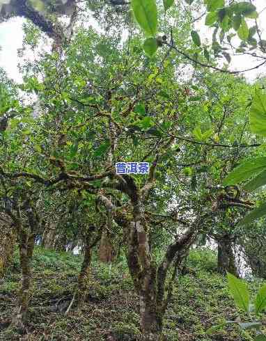 普洱茶放几年蜜香消失还能喝吗？有无副作用？