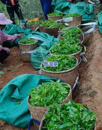 普洱茶铝箔加厚牛皮纸袋好不好，【精选好物】普洱茶铝箔加厚牛皮纸袋，品质保障！