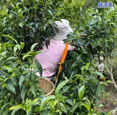 普洱茶去哪里收货好些呢，客户分享：在哪里可以买到优质的普洱茶？