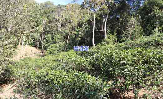 麻黑普洱茶是哪个茶区，探寻麻黑普洱茶的产地：揭秘麻黑普洱茶所属的茶区