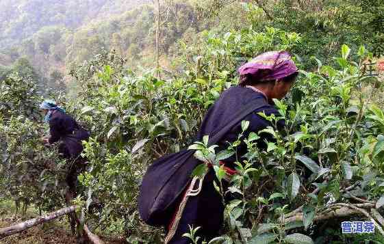 普洱茶去哪里收货的好呢图片，寻找优质普洱茶？普洱茶哪里收货好，看这里！